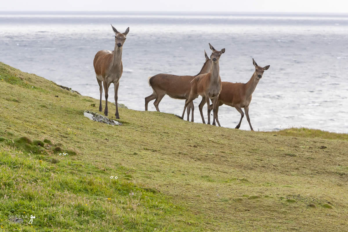Wild Island Deer.jpg - Inishtrahull